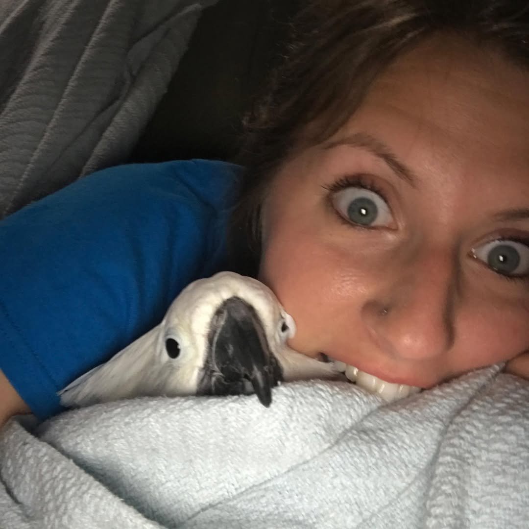 Cockatoos for sale in Montana