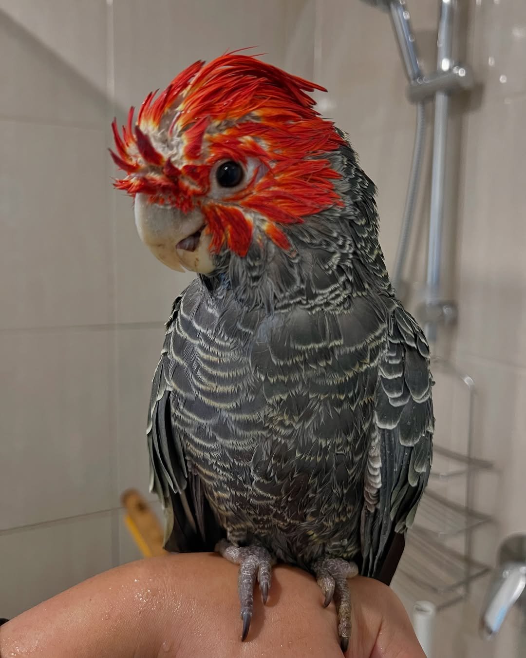 Parrots for sale in Indiana