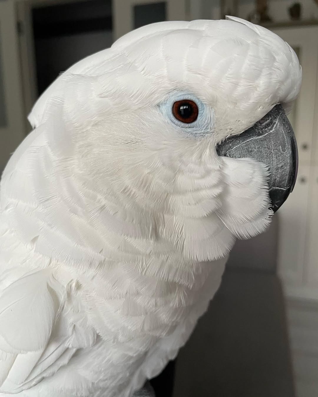 Cockatoo birds for sale in Rhode Island