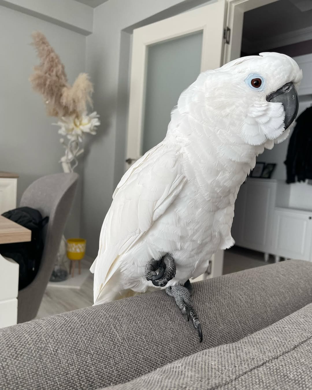 Cockatoos for sale in New Mexico