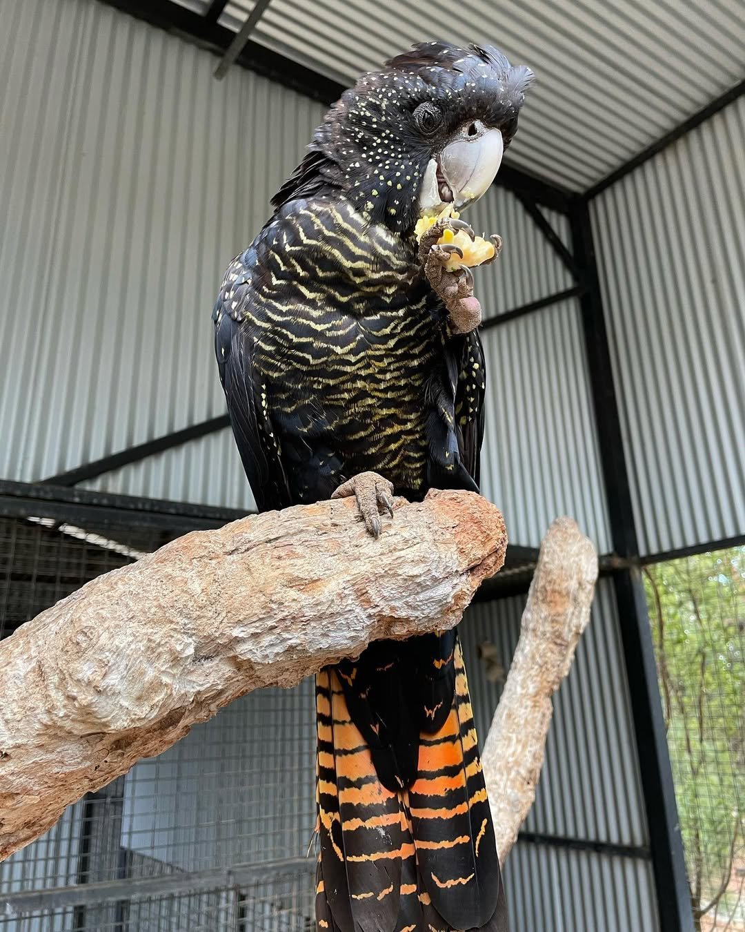 Cockatoo birds for sale in Oklahoma