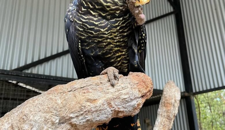 Talking Cockatoo Parrots for sale in Vermont