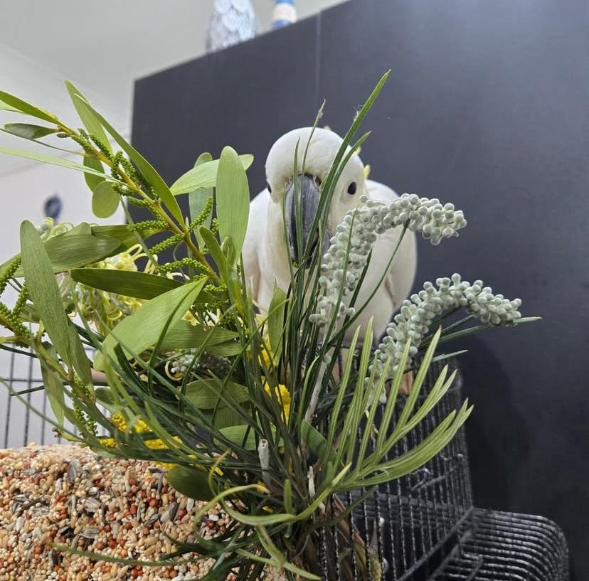 Cockatoo Parrots near me Mexico