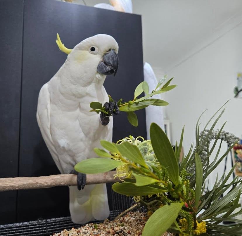Parrots for sale in Wyoming