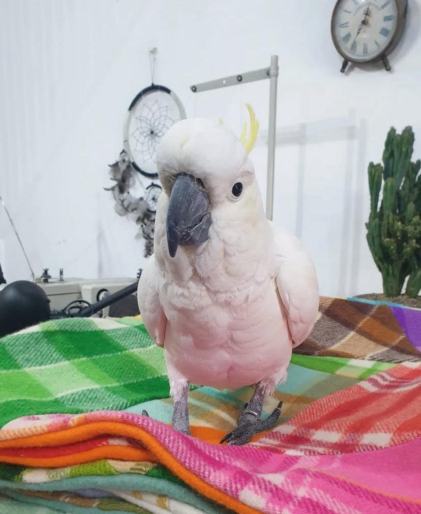 Cockatoos for sale in Indiana