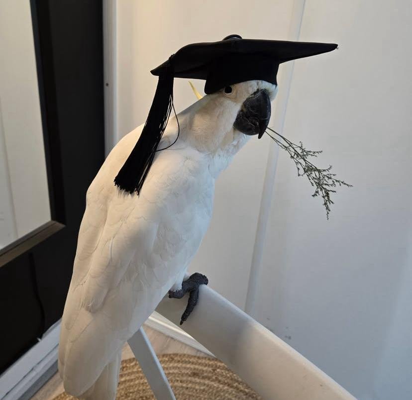 Parrots for sale in Colorado