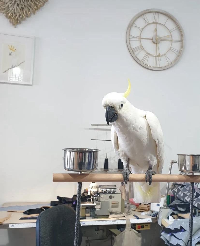 Cockatoo parrots for sale in Massachusetts