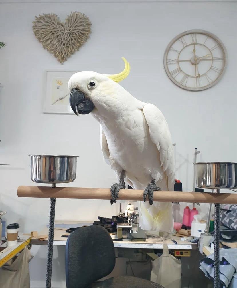 Cockatoo parrots for sale in Michigan