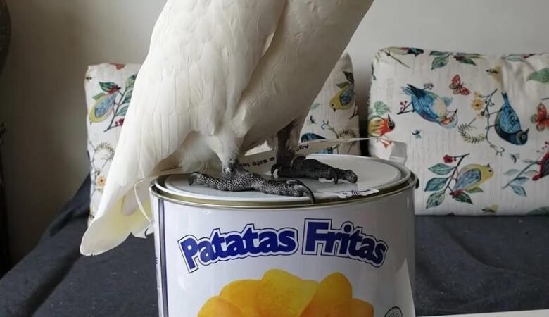 Talking Cockatoo Parrots for sale in Virginia