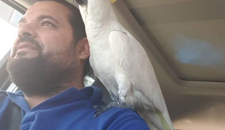 Talking Cockatoo Parrots for sale in Washington