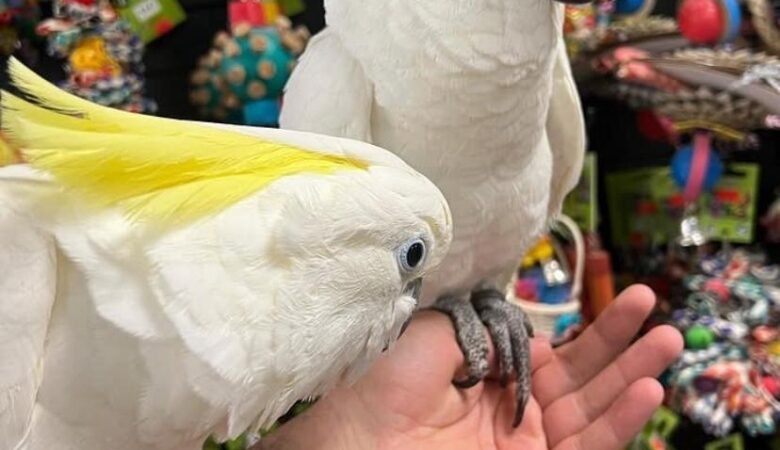 Talking Cockatoo Parrots for sale in West Virginia