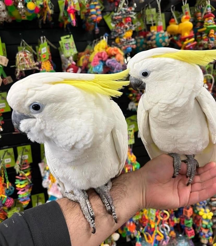 Cockatoos in Alabama