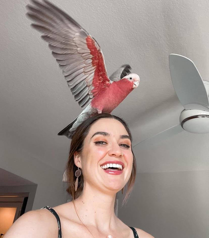 Parrots for sale in Ireland