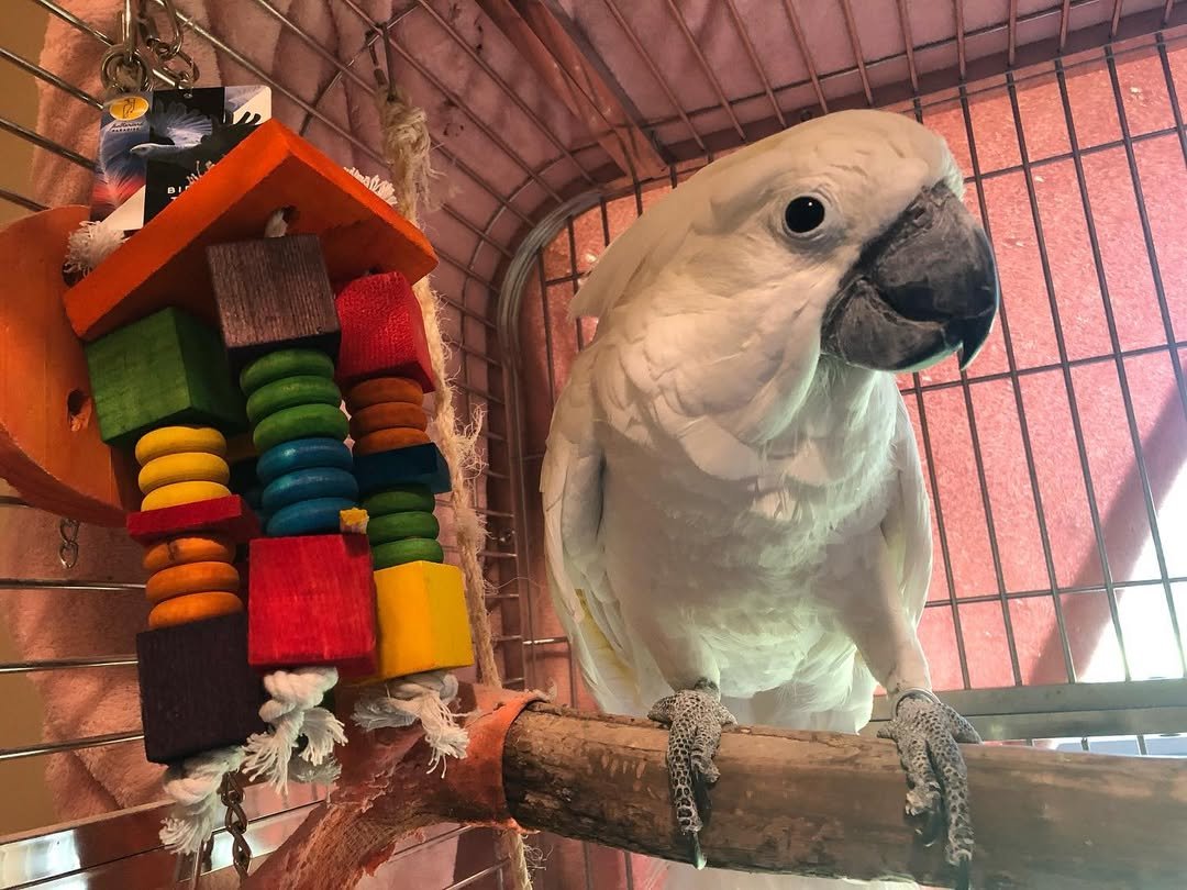 Cockatoo parrots for sale in Iowa