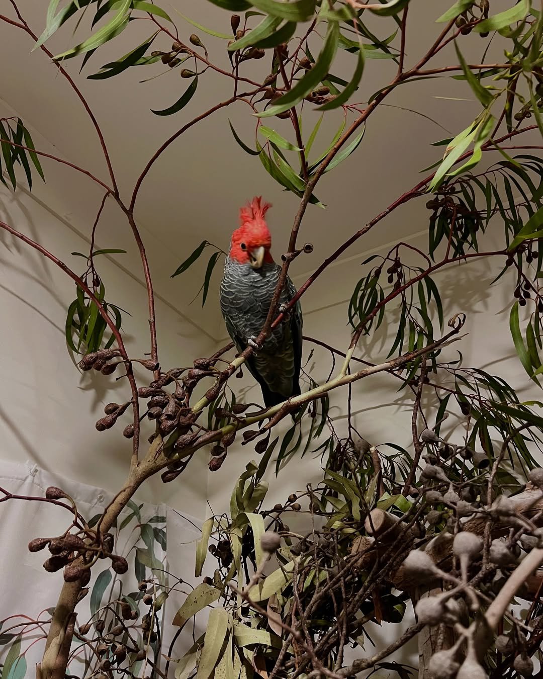 Cockatoos for sale in Maryland
