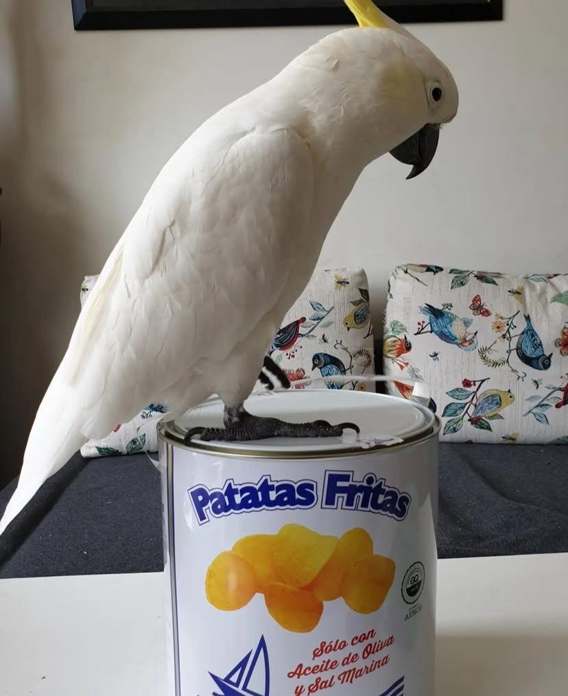 Cockatoos near me Ireland