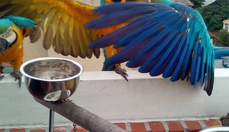 Macaws for sale in New Jersey