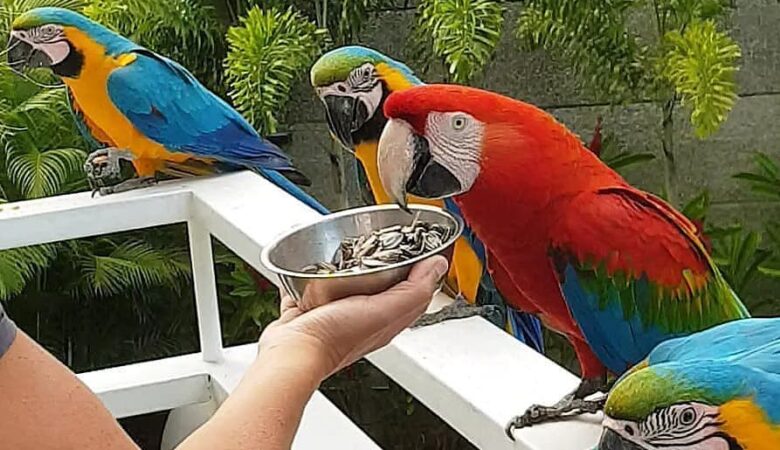 Macaw parrots for sale in United Arab Emirates