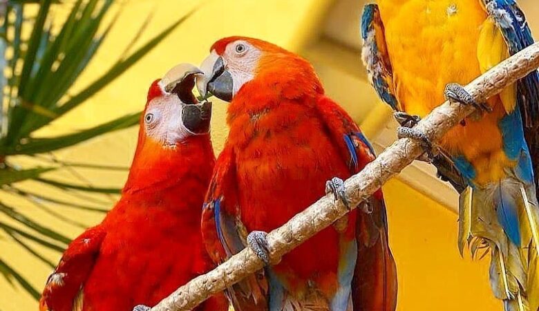 Macaws for sale in New Mexico