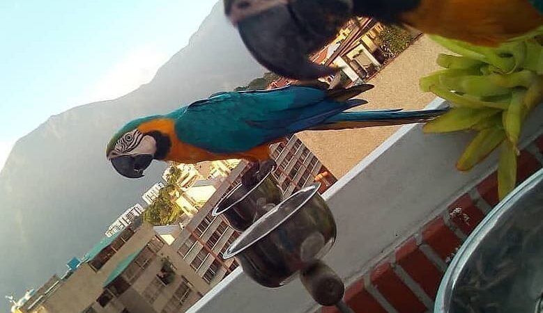 Macaw birds for sale in Georgia