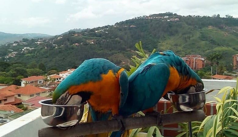 Macaw birds for sale in Florida