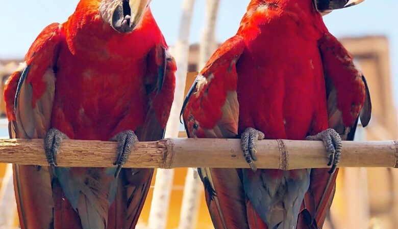 Macaw birds for sale in Delaware