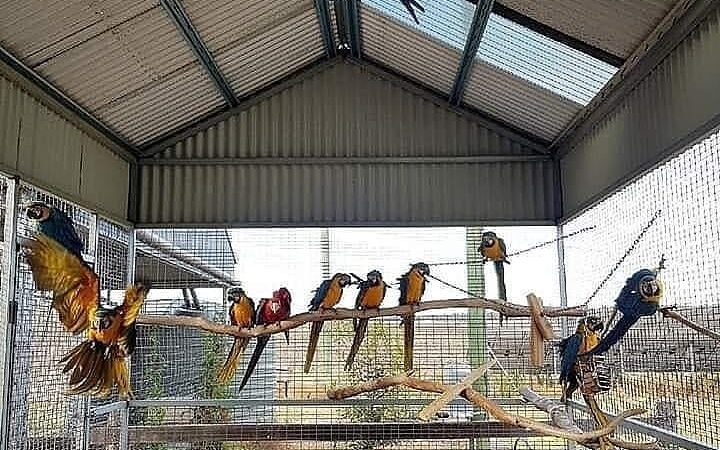 Macaw birds for sale in Connecticut