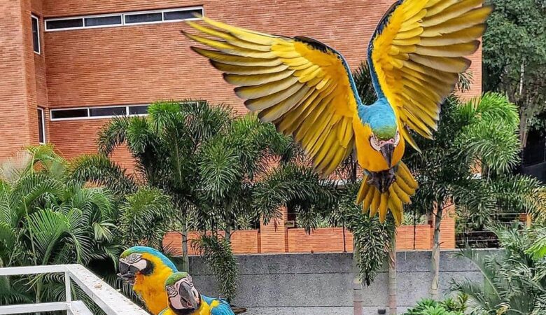 Macaw birds for sale in Alabama