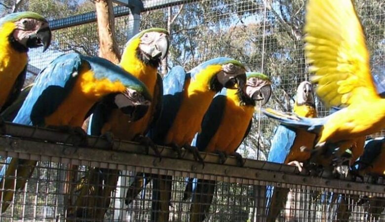 Macaw birds for sale in Arizona
