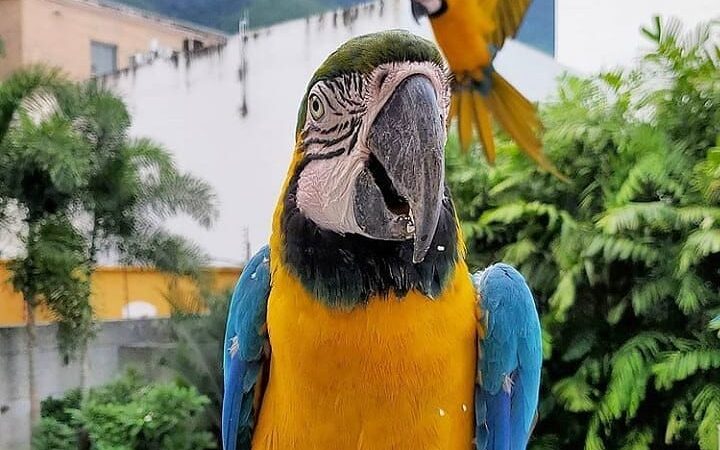 Macaw birds for sale in Arkansas