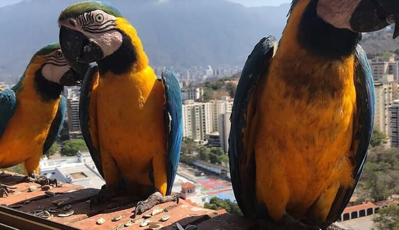 Macaw birds for sale in California