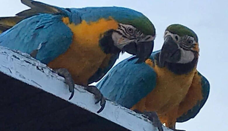Macaw birds for sale in Colorado