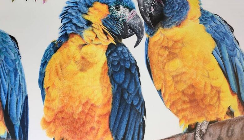 Macaws for sale in Kentucky