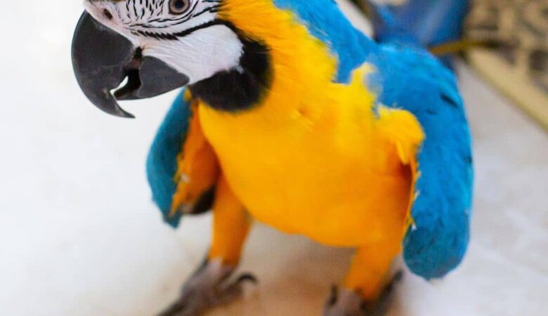 Macaws for sale in Louisiana