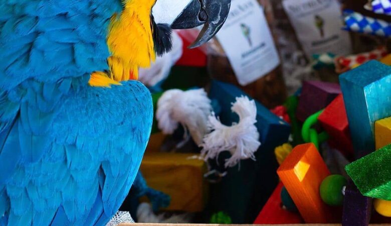 Macaws for sale in Maryland