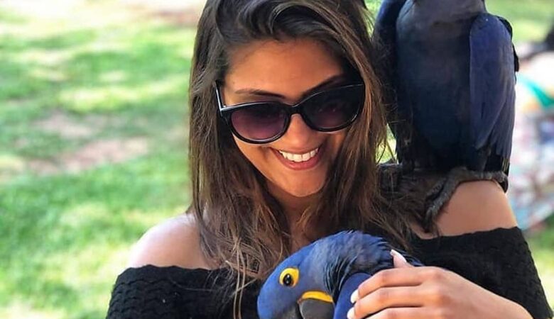 Macaw parrots in Connecticut