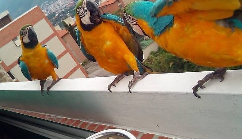 Macaw parrots in Alabama
