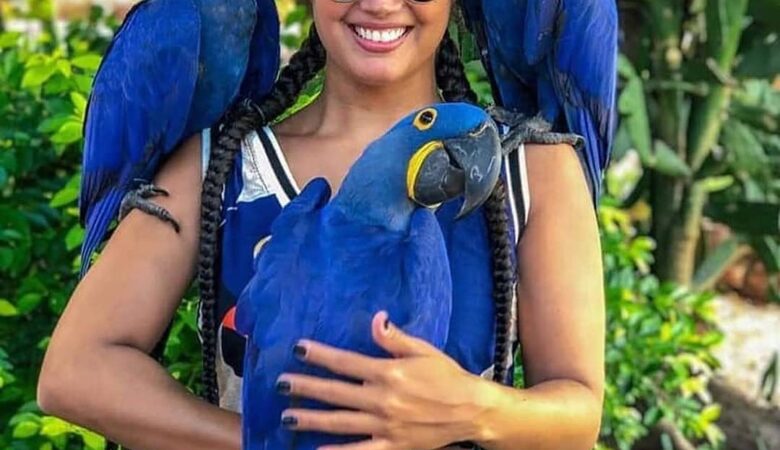 Macaw parrots in Arkansas