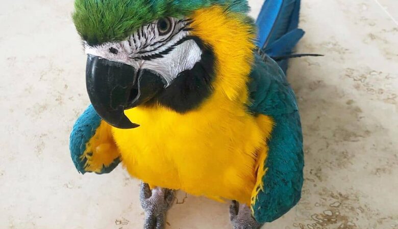 Macaws for sale in Pennsylvania