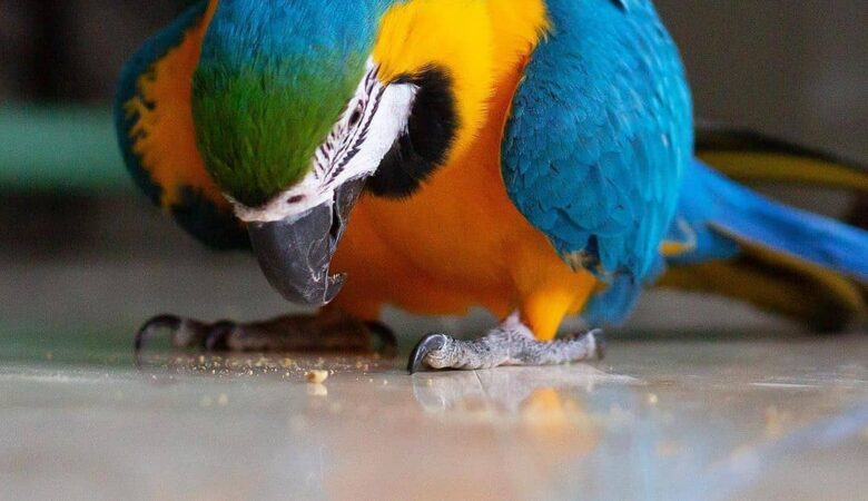 Macaws for sale in North Carolina