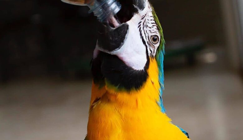 Macaws for sale in North Dakota