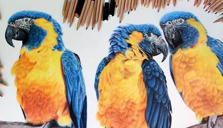 Macaws for sale in Ohio