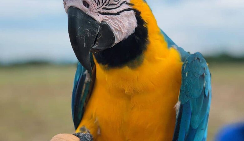 Macaw parrots in Netherlands