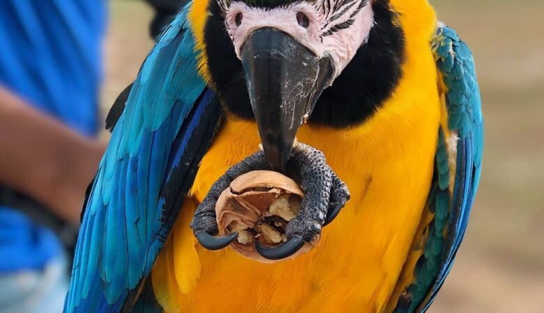 Macaws for sale in Arizona