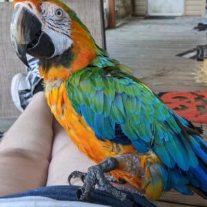 macaw parrots for sale cheap