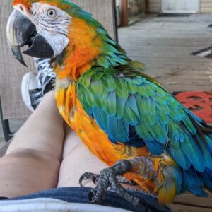 macaw parrots for sale cheap