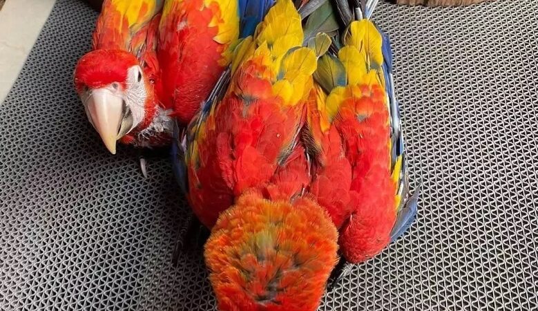 Macaws for sale in California