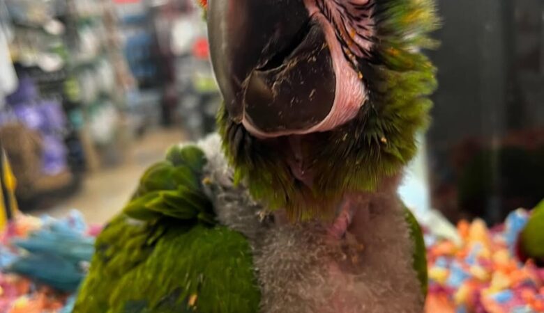 Macaw parrots for sale in Delaware