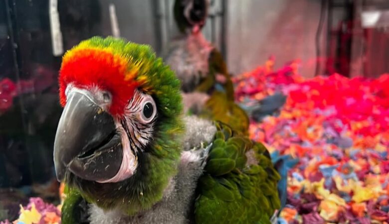 Macaws in Michigan