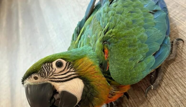 Macaws in Massachusetts